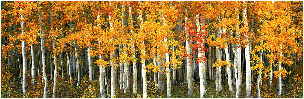 Aspen Trees by Paul Bailey Aspen Trees by Paul Bailey