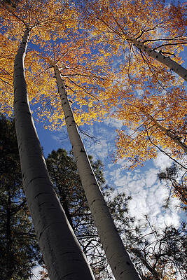 Aspens In Autumn - 2 by MH Ramona Swift