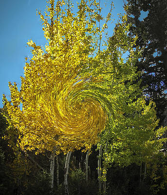 Aspens Turning by Gary Baird Aspens Turning by Gary Baird