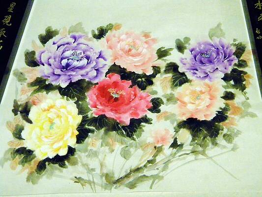 Assorted Peony by Michael Nixon