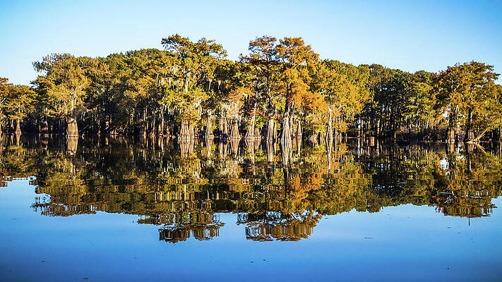 Wall Art - Photograph - Atchafalaya Swamp 5 Louisiana by Lawrence S Richardson Jr
