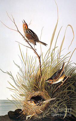 Wall Art - Photograph - Audubon: Finch by Granger