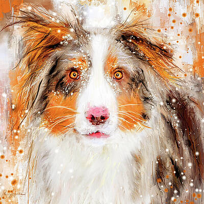Australian Shepherd Art Fine Art America