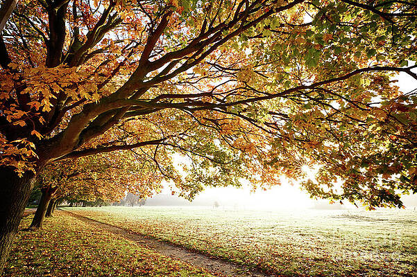Wall Art - Photograph - Autumn Fall in morning light by Simon Bratt