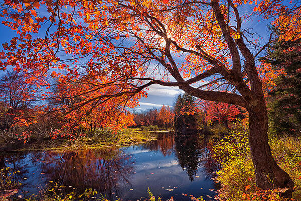 Wall Art - Photograph - Autumn Glory by Irwin Barrett