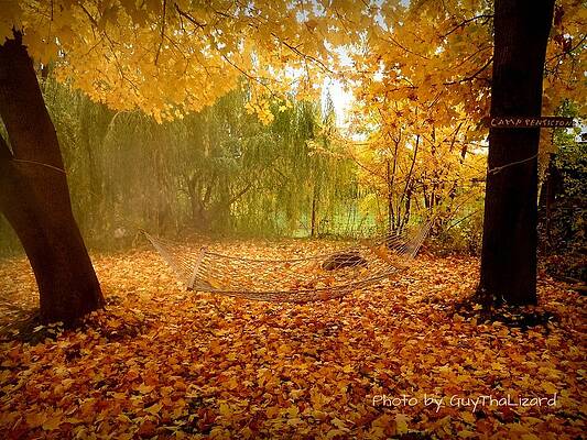 Autumn Hammock by Guy Hoffman Autumn Hammock by Guy Hoffman