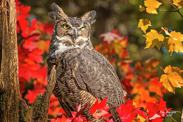Autumn Owl by Peg Runyan Autumn Owl by Peg Runyan