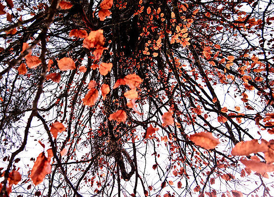 Autumn Rain by Shuwen Wu Autumn Rain by Shuwen Wu