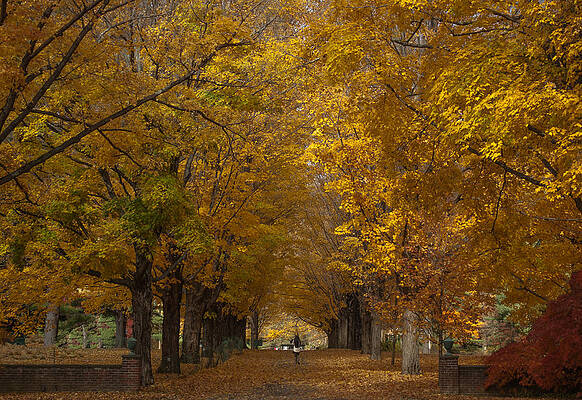 Autumn Walk by Jo Ann  Craig