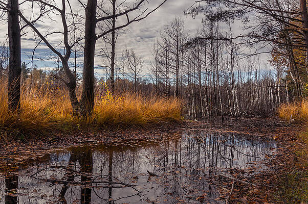 Wall Art - Photograph - Autumn Swamp by Dmytro Korol