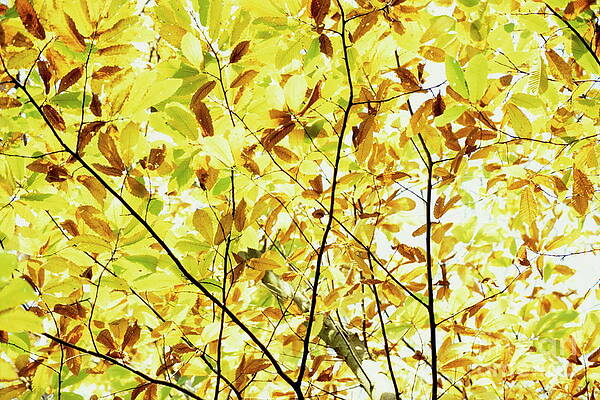 Wall Art - Photograph - Autumnal leaves on tree by Sami Sarkis Photography