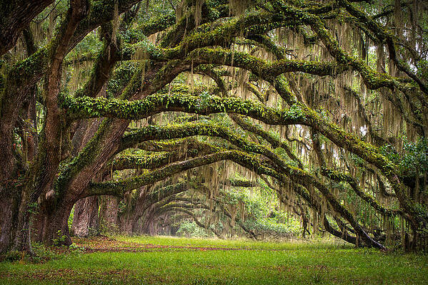 Avenue of Oaks - Charleston SC Plantation Live Oak Trees Forest Landscape by Dave Allen Avenue of Oaks - Charleston SC Plantation Live Oak Trees Forest Landscape by Dave Allen