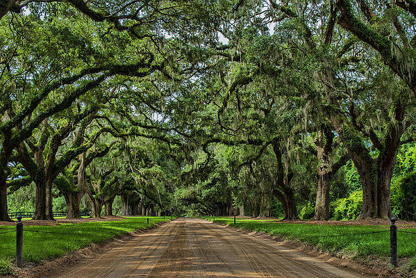 Avenue of Oaks by Steve Hammer