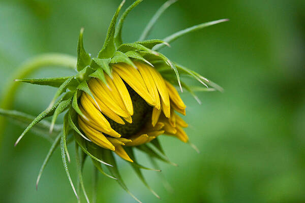 Wall Art - Photograph - Awakening by Diane Macdonald