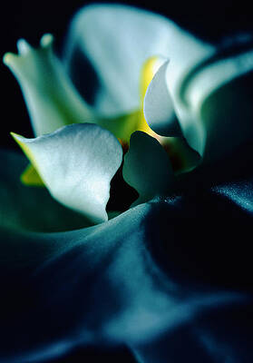 Awakening N. 1 by Bellanda Awakening N. 1 by Bellanda