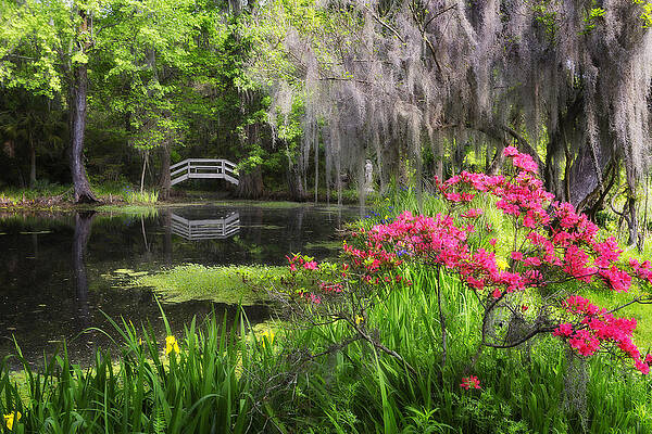 Wall Art - Photograph - Azalea Lake Bridge by Ken Barrett