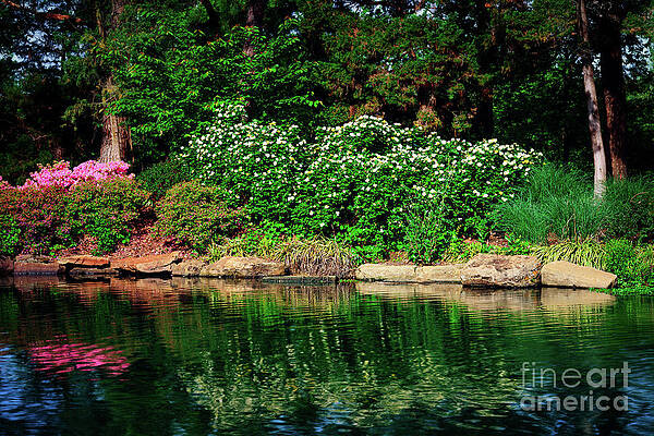 Azalea Reflection at Honor Heights Park by Tamyra Ayles Azalea Reflection at Honor Heights Park by Tamyra Ayles