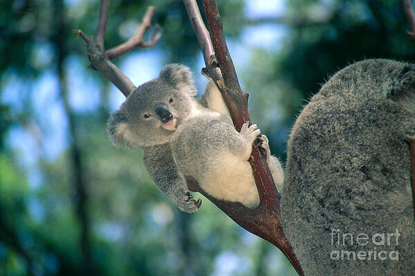 Wall Art - Photograph - Baby Koala Bear by Himani - Printscapes