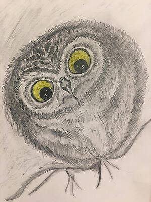 Cute Owl Drawings Page 2 Of 2 Fine Art America