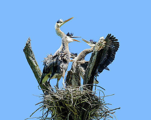 Wall Art - Photograph - Back off Heron by Joni Eskridge