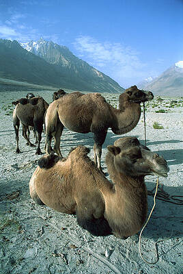 Wall Art - Photograph - Bactrian Camel Camelus Bactrianus Group by Colin Monteath