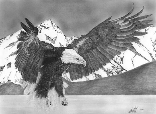Wall Art - Drawing - Bald Eagle Soaring by James Schultz