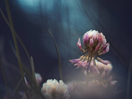 Ballerina by Kharisma Sommers