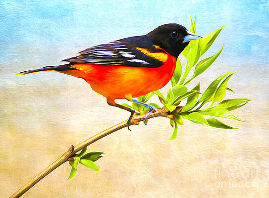 Baltimore Oriole Bird Art for Sale - Fine Art America