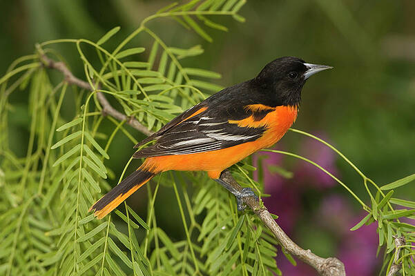 Wall Art - Photograph - Baltimore Oriole Icterus Galbula Male by Tom Vezo