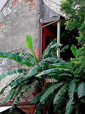 Bananas And Bricks by Kathy K McClellan Bananas And Bricks by Kathy K McClellan