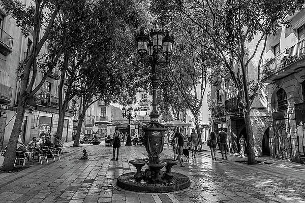 Wall Art - Photograph - Barcelona Square with Trees by Georgia Clare