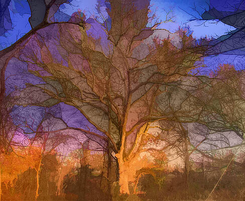 Bare Tree 1 by John Derby Bare Tree 1 by John Derby