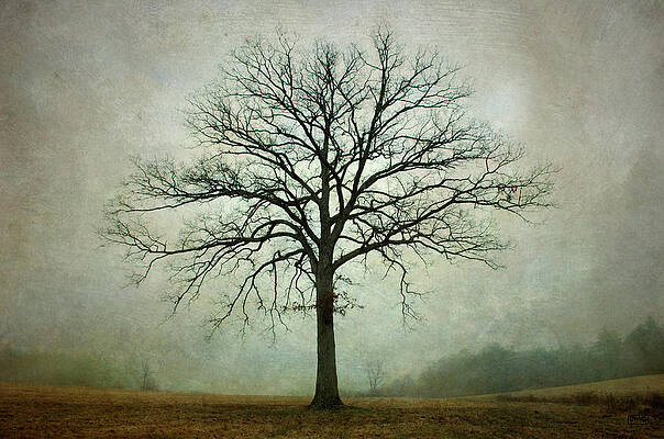 Bare Tree and Fog by Dave Gordon Bare Tree and Fog by Dave Gordon