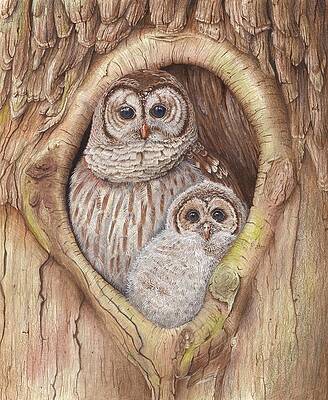 Wall Art - Drawing - Barred Owl Roosting  by Nicholas Bezio