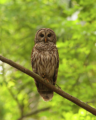 Wall Art - Photograph - Barred Owl Standing Out in the Green by Paul Rebmann
