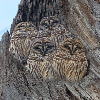 Wall Art - Photograph - Barred Owls Who Are You by Betsy Knapp