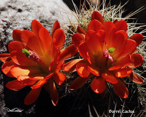Barrel Cactus Flowers by David Salter Barrel Cactus Flowers by David Salter