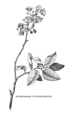 Wall Art - Photograph - Bartram: Illustration by Granger