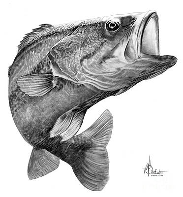 Bass Fish Drawings Fine Art America Peacock feather background | feather background, peacock. bass fish drawings fine art america