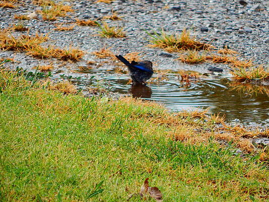 Wall Art - Photograph - Bathing Opportunity by Virginia White