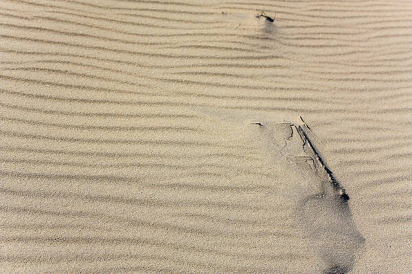 Wall Art - Photograph - Beam in the Sand by Joni Eskridge