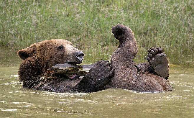 Wall Art - Photograph - Bear Bath by Art Cole