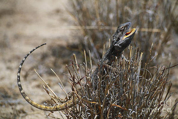 Wall Art - Photograph - Bearded Dragon by B. G. Thomson