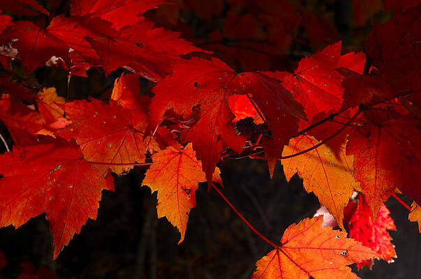 Beautiful Backlit Autumn Maple Leaves by Darrell Young