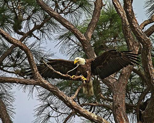 Wall Art - Photograph - Beautiful Florida Adult Bald Eagle  by Ronald Lutz