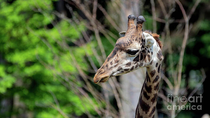 Wall Art - Photograph - Beautiful giraffe portrait by Sam Rino