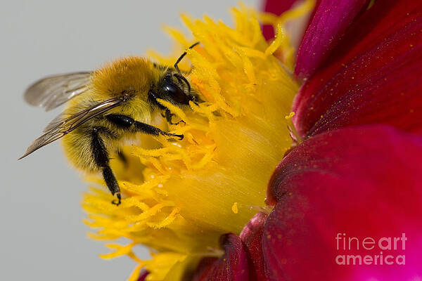 Wall Art - Photograph - Bee On A Cosmos Flower by Jean-Louis Klein & Marie-Luce Hubert