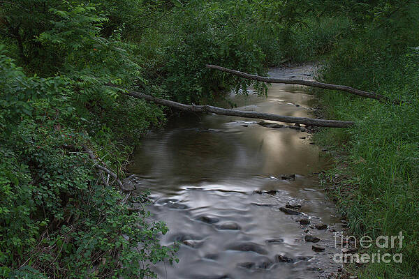 Wall Art - Photograph - Bee Tree Run at Twilight by Chris Scroggins