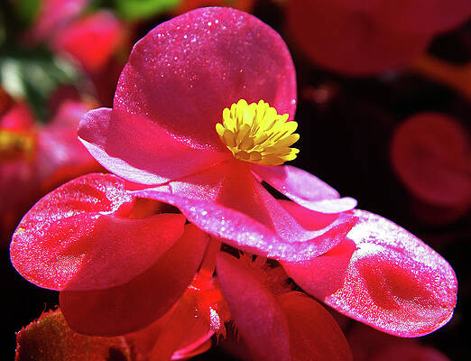 Wall Art - Photograph - Begonia by Judy Fry