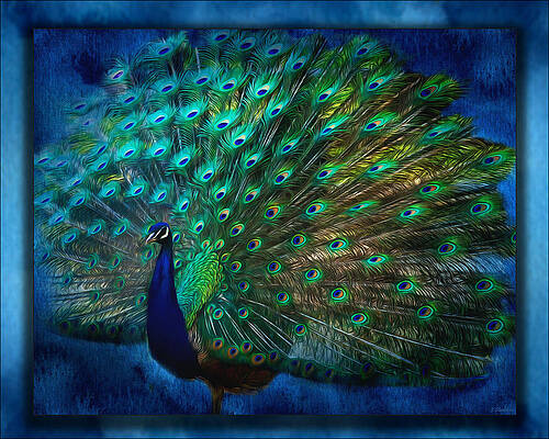 Dancing Peacock Paintings - Fine Art America
